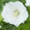 Altheastruik Op Stam (Hibiscus Syriacus 'William R. Smith')
