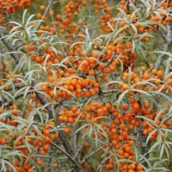 Duindoorn (Hippophae Rhamnoides)