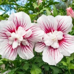 Altheastruik (Hibiscus Syriacus 'Starburst Chiffon')