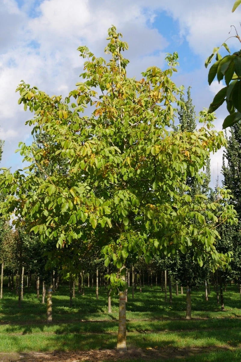 Grote Walnoot (Juglans Regia) - Image 7