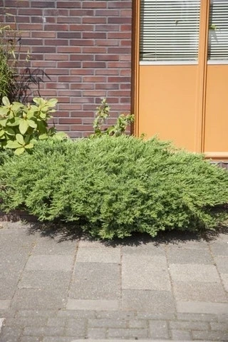 Kustjeneverbes (Juniperus Conferta 'Schlager' (Blue Pacific)) - Image 3