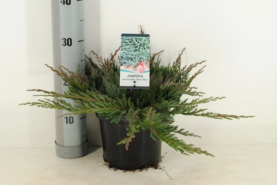 Jeneverbes (Juniperus Horizontalis 'Blue Chip') - Image 4