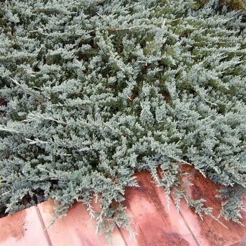 Jeneverbes (Juniperus Horizontalis 'Blue Chip') - Image 5