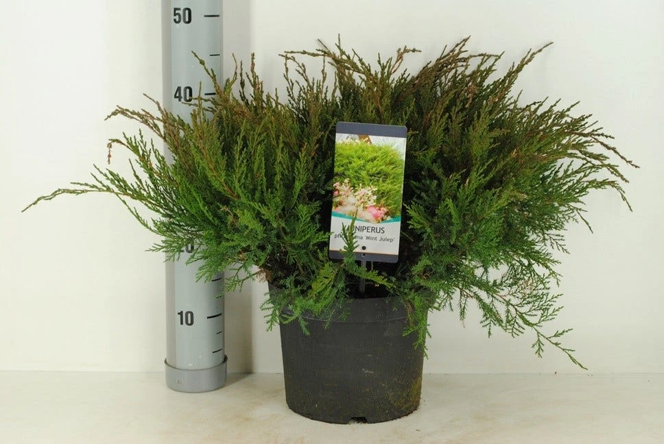 Jeneverbes (Juniperus Media 'Mint Julep') - Image 3