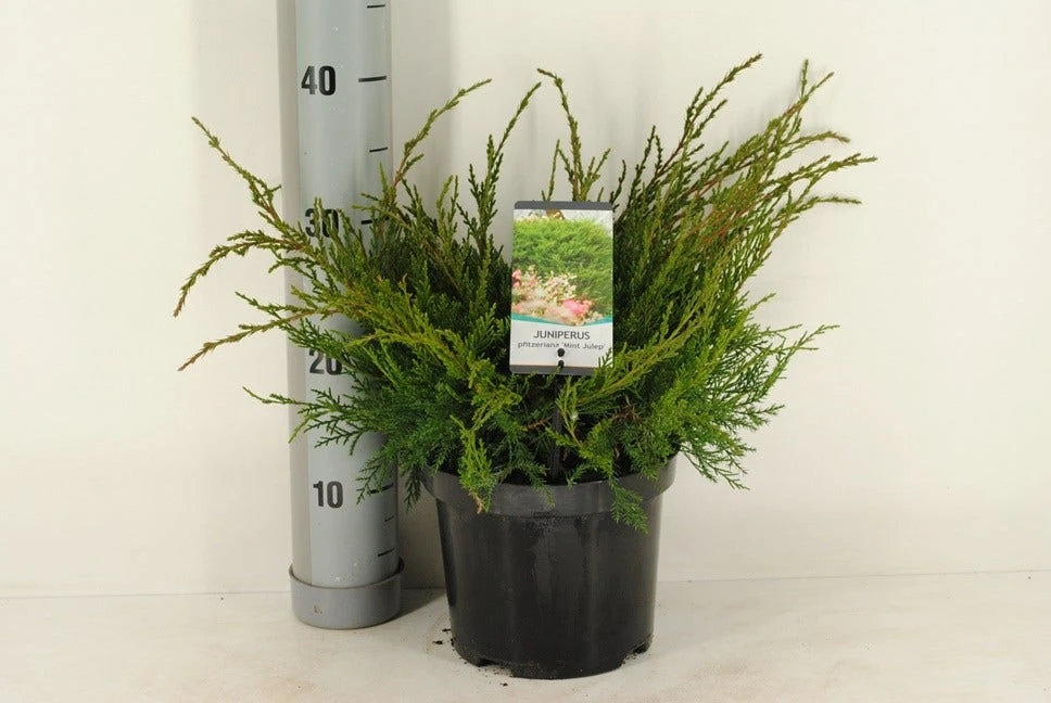 Jeneverbes (Juniperus Media 'Mint Julep') - Image 4