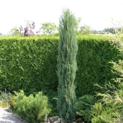 Jeneverbes (Juniperus Scopulorum 'Skyrocket')