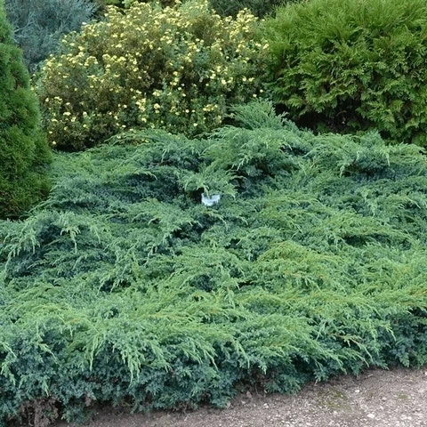Jeneverbes (Juniperus Squamata 'Blue Swede') - Image 2