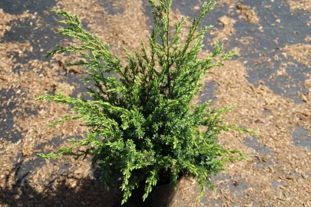 Jeneverbes (Juniperus Squamata 'Meyeri') - Image 4