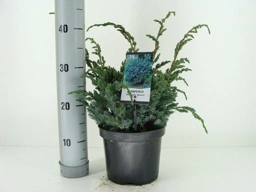 Jeneverbes (Juniperus Squamata 'Meyeri') - Image 3