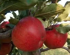Appelboom (Malus Domestica 'Winston')