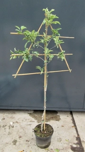 Lei-Appel (Malus Domestica 'Greensleeves') - Image 4