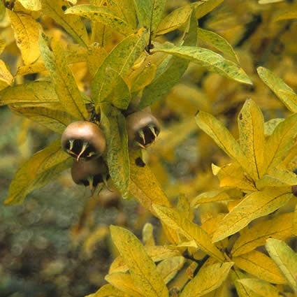 Mispel (Mespilus Germanica) - Image 6