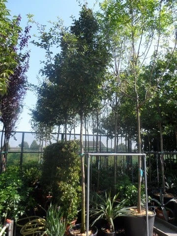 Mispel (Mespilus Germanica) - Image 9