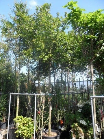 Mispel (Mespilus Germanica) - Image 7