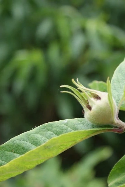 Mispel (Mespilus Germanica) - Image 3