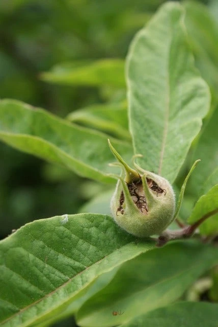 Mispel (Mespilus Germanica) - Image 8