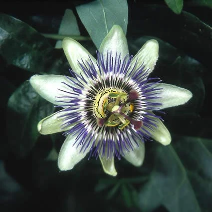 Passiebloem (Passiflora Caerulea) - Image 2