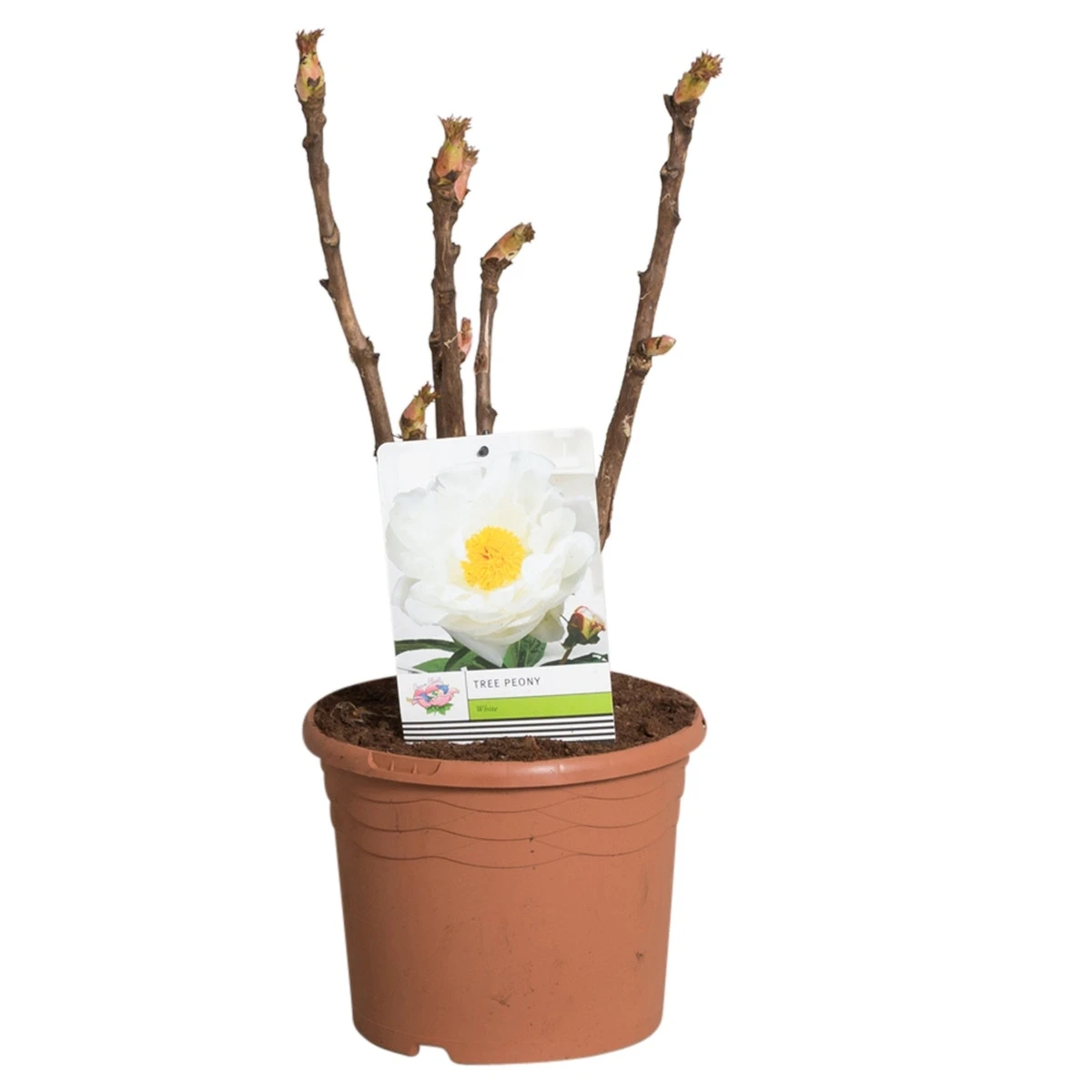 Witte Boompioen (Paeonia Suffruticosa) - Image 2