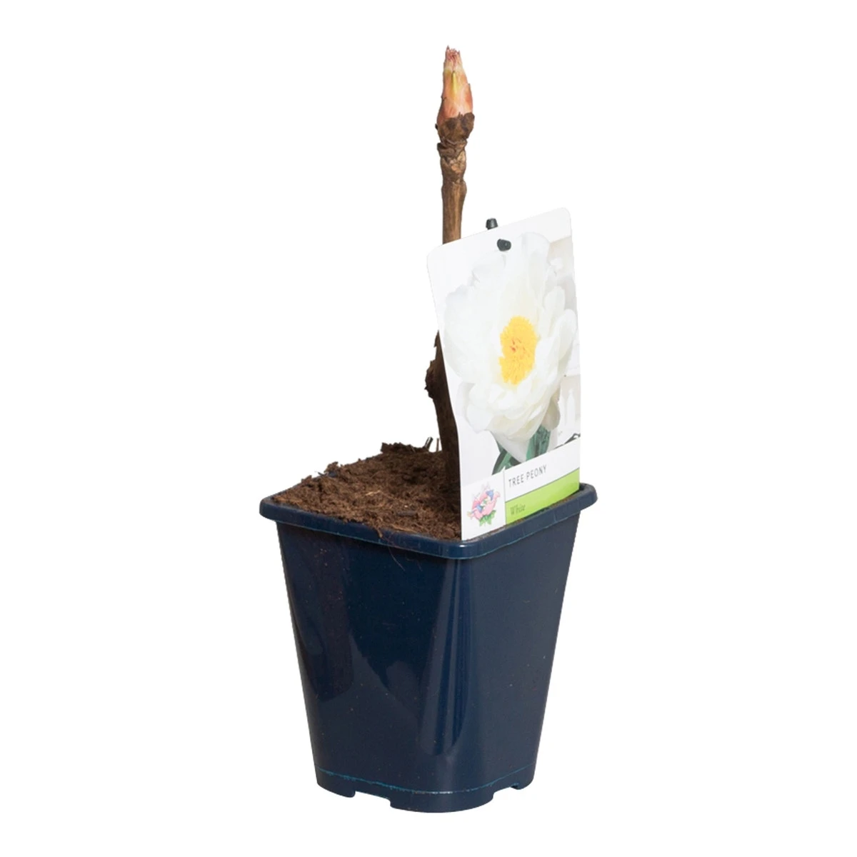 Witte Boompioen (Paeonia Suffruticosa) - Image 4