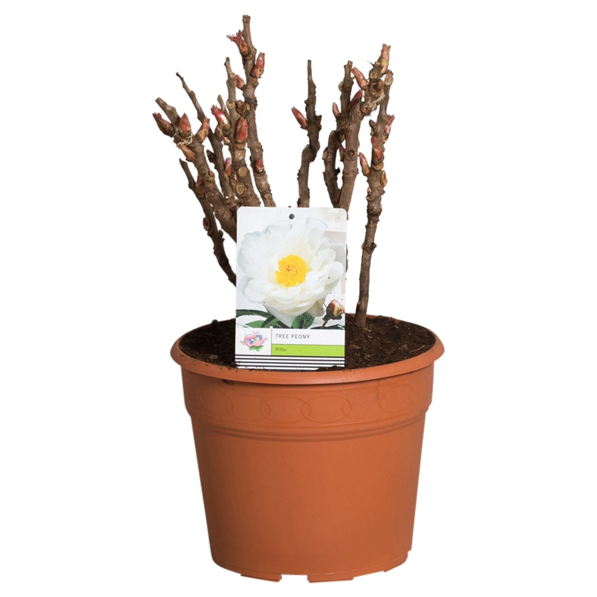 Witte Boompioen (Paeonia Suffruticosa) - Image 3