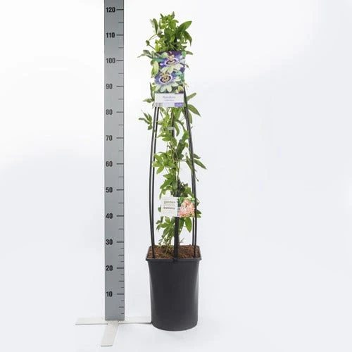 Passiebloem (Passiflora Caerulea) - Image 4