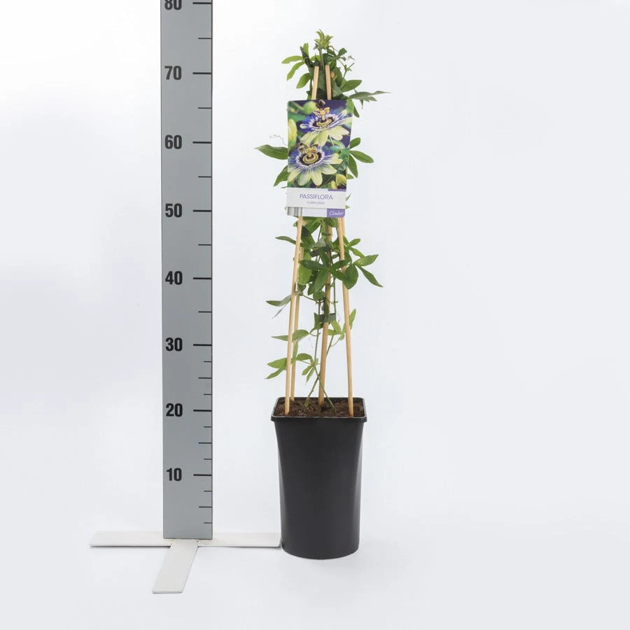 Passiebloem (Passiflora Caerulea) - Image 3