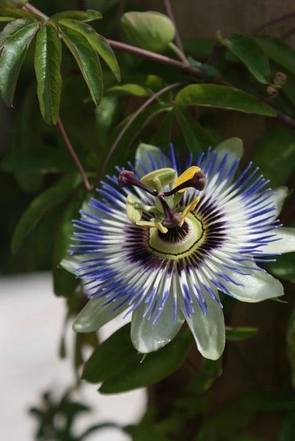 Passiebloem (Passiflora Caerulea) - Image 5