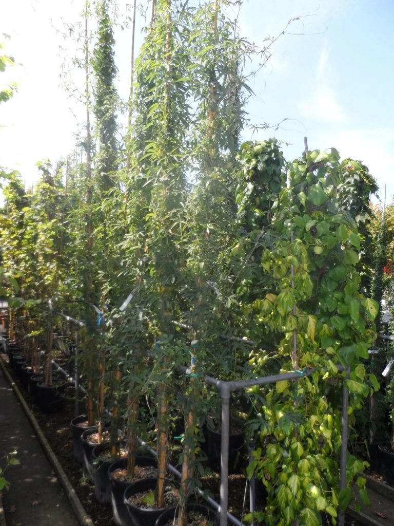 Passiebloem (Passiflora Caerulea) - Image 7