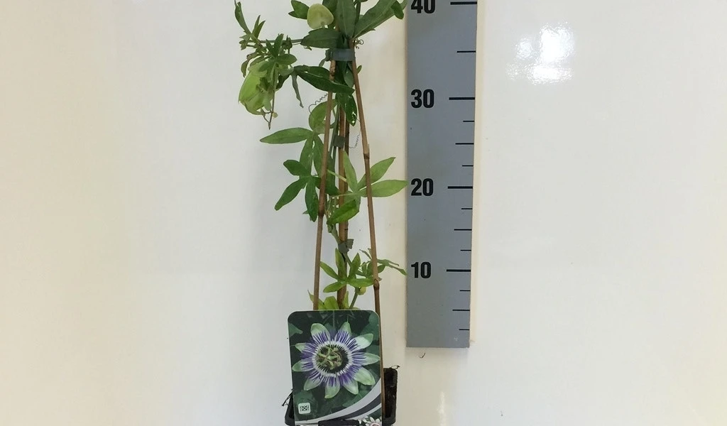 Passiebloem (Passiflora Caerulea) - Image 8