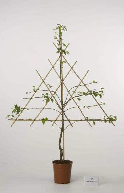 Lei-Peer (Pyrus Communis 'Zoete Brederode') - Image 3