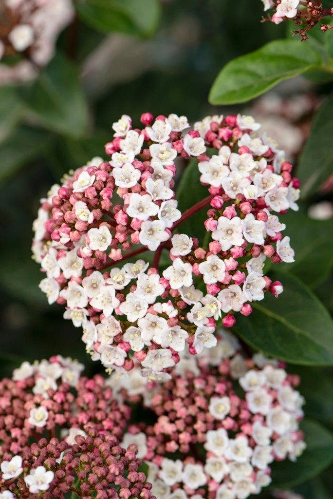 Sneeuwbal, Piramide (Viburnum Tinus 'Eve Price ') - Image 2
