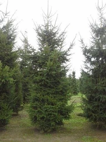 Fijnspar (Picea Abies) - Image 3