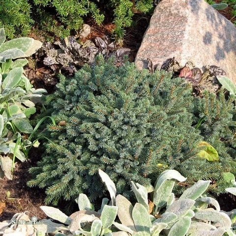 Dwergspar (Picea Glauca 'Echiniformis') - Image 4