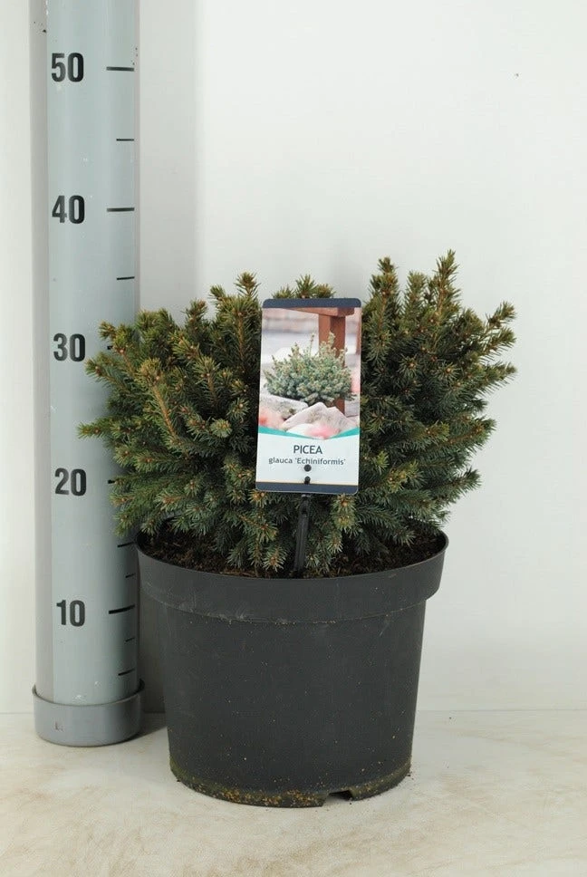 Dwergspar (Picea Glauca 'Echiniformis') - Image 2