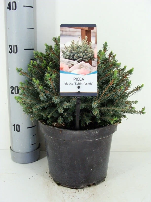Dwergspar (Picea Glauca 'Echiniformis') - Image 3