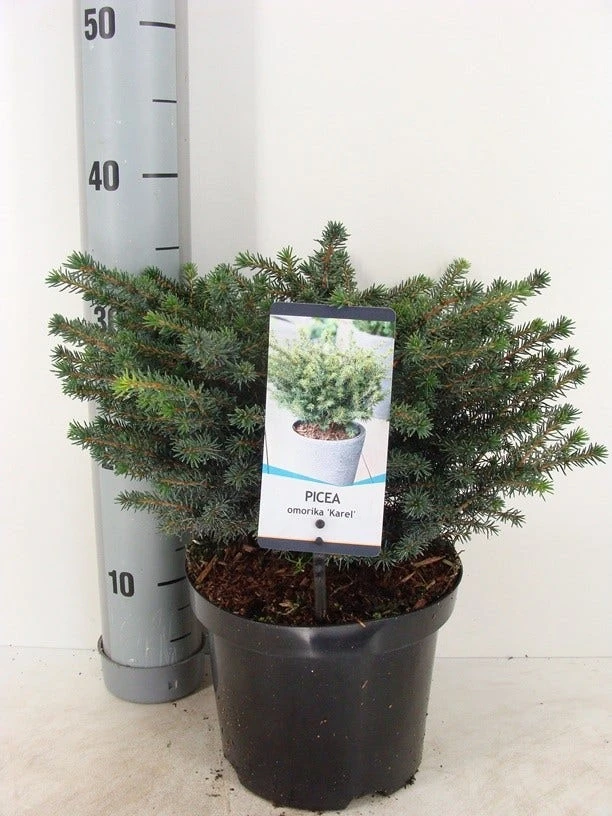 Servische Spar (Picea Omorika 'Karel') - Image 3