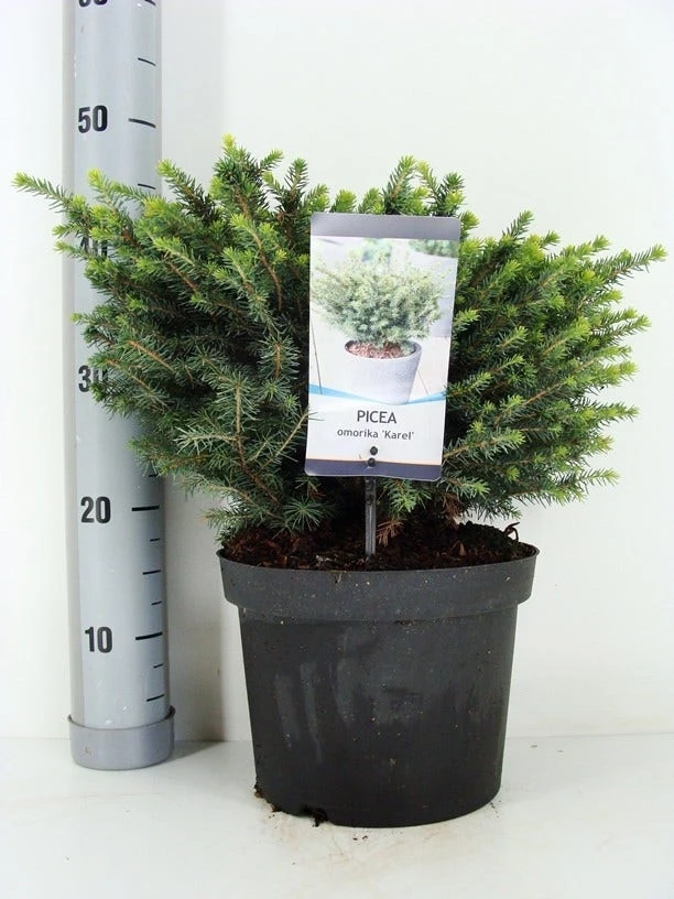 Servische Spar (Picea Omorika 'Karel') - Image 4