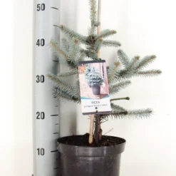 Noorse Blauwspar (Picea Pungens 'Erich Frahm')
