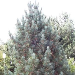 Alpenden (Pinus Cembra 'Glauca')