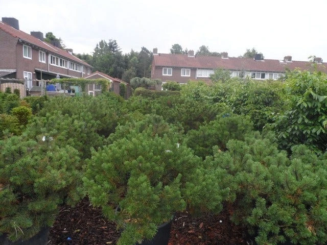 Bergden (Pinus Mugo Mughus) - Image 6