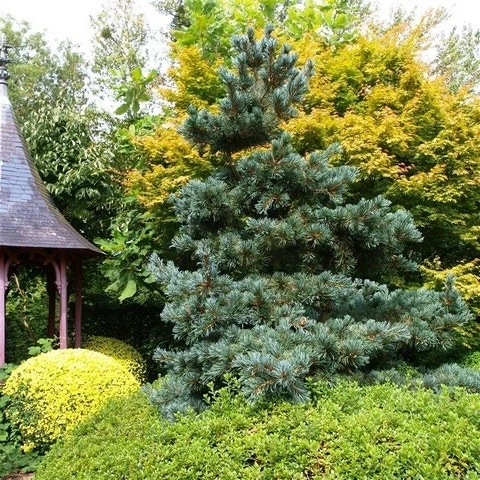 Blauwe Japanse Den (Pinus Parviflora 'Glauca') - Image 5