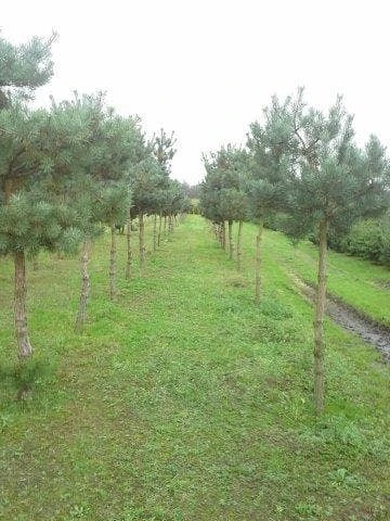 Grove Den (Pinus Sylvestris) - Image 2