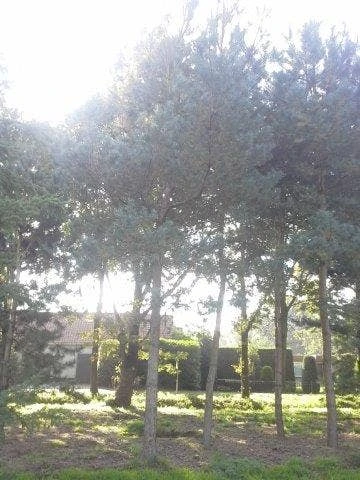 Grove Den (Pinus Sylvestris) - Image 3