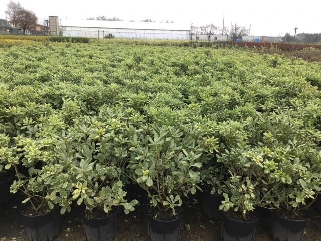 Australische Laurier (Pittosporum Tobira 'Variegatum') - Image 6
