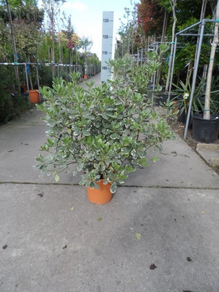 Australische Laurier (Pittosporum Tobira 'Variegatum') - Image 5