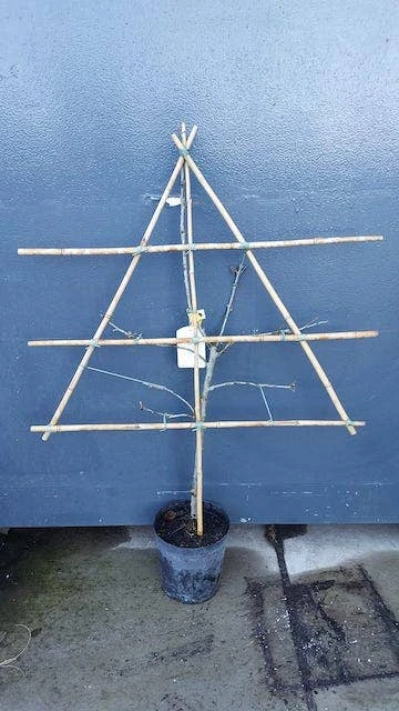 Lei-Pruim (Prunus Domestica 'Belle De Louvain') - Image 2