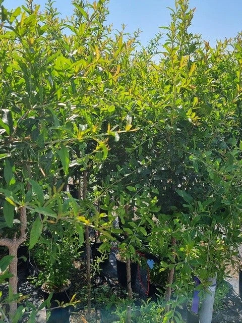 Abrikoos Als Halfstam (Prunus Armeniaca 'Antonio Errani') - Image 4