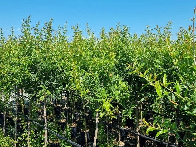 Abrikoos Als Halfstam (Prunus Armeniaca 'Antonio Errani') - Image 3