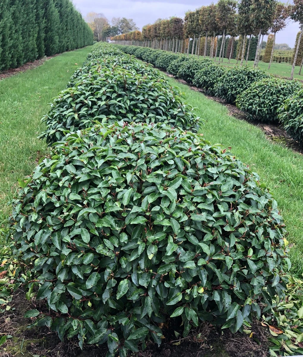 Portugese Laurier Als Grote Bolvorm (Prunus Lusitanica 'Angustifolia') - Image 2