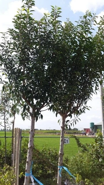 Portugese Laurier Als Boom (Prunus Lusitanica 'Angustifolia') - Image 13